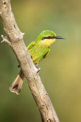 Swallow-tailed bee-eater - Merops hirundineus perched with green background. Photo from Kruger Park in South Africa.