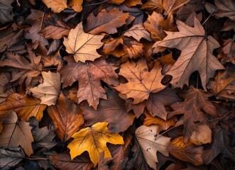 Autumn Leaves: Beautiful Fall Colors Close-Up