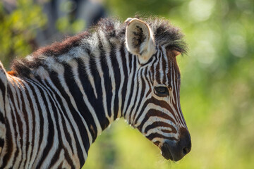 Baby Burchells Zebra (Equus burchelli) standing in savanna, Kruger National Park, South Africa