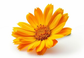  Vivid Orange Flower with Center in Focus, Isolated on a White Background