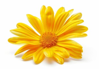  Bright Yellow Flower with Gold Center, High-Resolution Close-Up Shot for Graphics or Advertisements