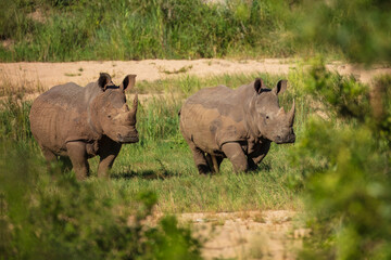 Obraz premium An endangered white rhinoceros (Ceratotherium simum) grazing in grassland, South Africa, Krugen national park, 4k resolution, 