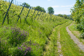 Fototapeta premium Road in vineyard in summer with purple flowers landscape