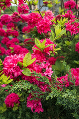 Rhododendron flowers in full bloom in the garden