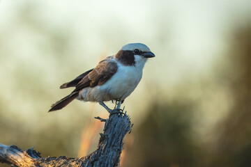 Fototapeta premium Southern white-crowned shrike