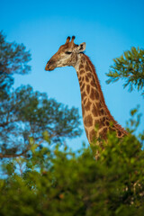 The giraffe is an African artiodactyl mammal, the tallest living terrestrial animal and the largest ruminant. Kruger National Park South Africa