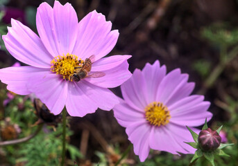 Obraz premium A Bee on a Pink Flower