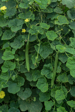 luffa acutangula