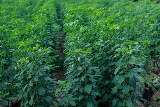 Guar or cluster bean (Cyamopsis tetragonoloba)