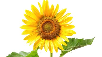 Obraz premium Sunflower isolated on white background