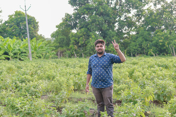 Indian Brinjal