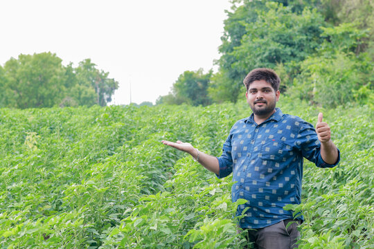 Guar or cluster bean