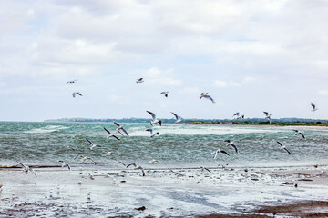 terns and seagulls flying over the Ocean. flock of Birds