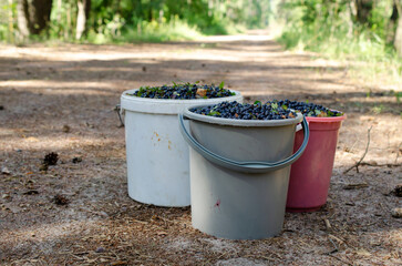 A full bucket of ripe blueberries collected from the forest. Full buckets of blueberries collected...