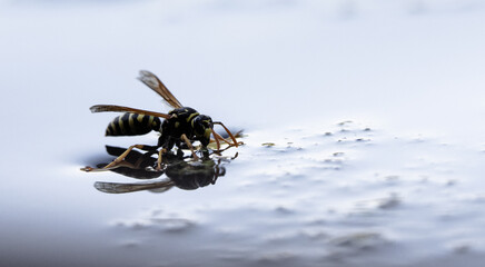 wasp drinking water
