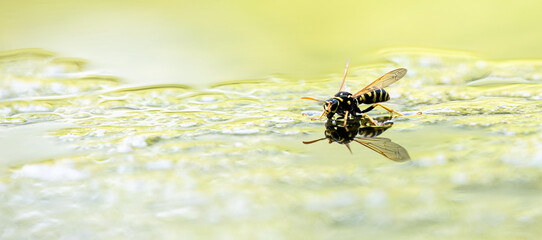 Naklejka premium wasp drinking water