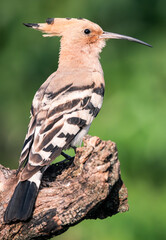 hoopoe closeup