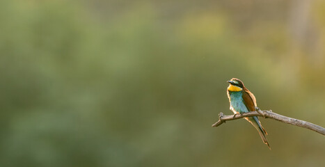 bee-eater on a branch