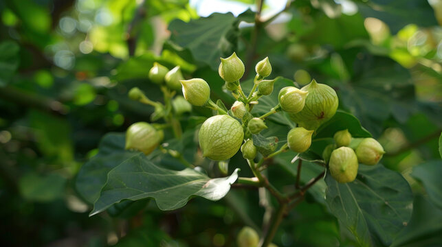 Some jatropha fruits keep a light color like green.