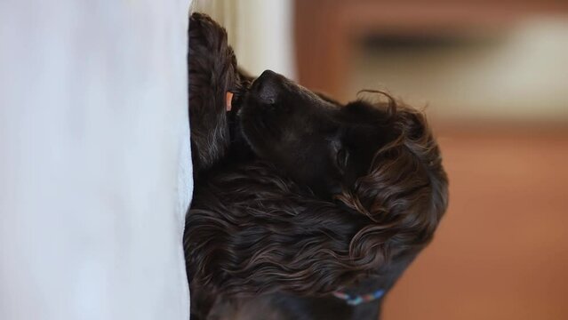 A young dark brown English cocker spaniel chewing a piece of carrot. A young dark brown English cocker spaniel on the bed chews a carrot. Happy puppy, soft focus