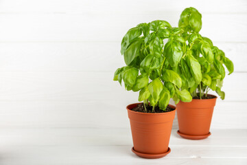 Fresh basil plant in a pot on a textured background. Fresh organic basil leaves. Spices. Vegan. Home gardening on kitchen. Home planting and food growing. basil plant Copy space.