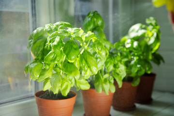 Fresh basil plant in a pot in the kitchen on a window background. Fresh organic basil leaves....