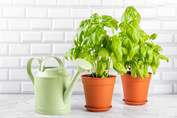 Fresh basil plant in a pot on a textured background. Fresh organic basil leaves. Spices. Vegan. Home gardening on kitchen. Home planting and food growing. basil plant Copy space.