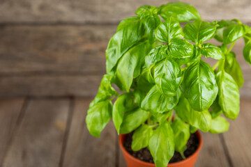 Fresh basil plant in a pot on a textured background. Fresh organic basil leaves. Spices. Vegan. Home gardening on kitchen. Home planting and food growing. basil plant Copy space.