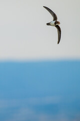 An alpine swift (Tachymarptis melba) flying in front of their habitat.