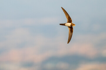 An alpine swift (Tachymarptis melba) flying in front of their habitat.