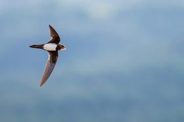 An alpine swift (Tachymarptis melba) flying in front of their habitat.