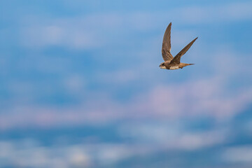 An alpine swift (Tachymarptis melba) flying in front of their habitat.