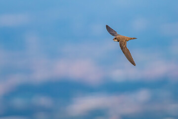 An alpine swift (Tachymarptis melba) flying in front of their habitat.