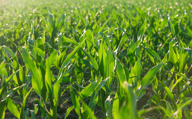 Rows of young corn plants stand tall in a lush field, highlighting the beginning of a new agricultural cycle