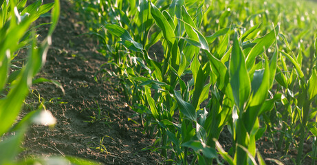A field of young corn plants arranged in orderly rows, showcasing the meticulous planning and care in modern farming practices