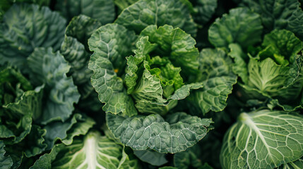 Fototapeta premium Organic green vegetables thrive in the garden, including Brassica carinata, a type of leafy green.