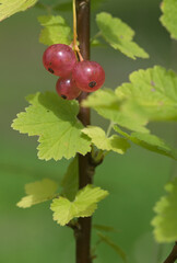 Beautiful close-up of the berries of ribes rubrum