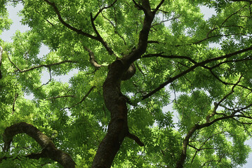 Beautiful close-up of fraxinus excelsior