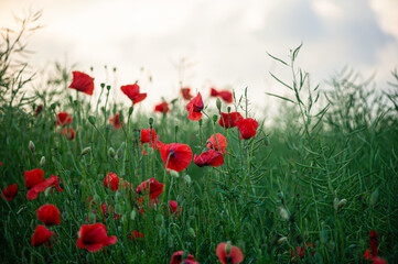 Red scarlet poppies with flexible tender stems in green grass create a vibrant and serene scene, embodying the beauty of nature