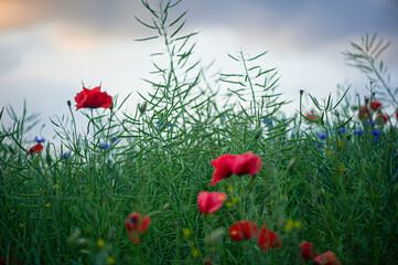 Among the green grass, the red scarlet poppies with their tender, flexible stems stand out,...