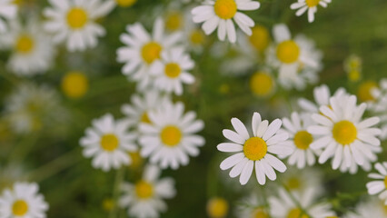 Fototapeta premium Beautiful close-up of matricaria chamomilla