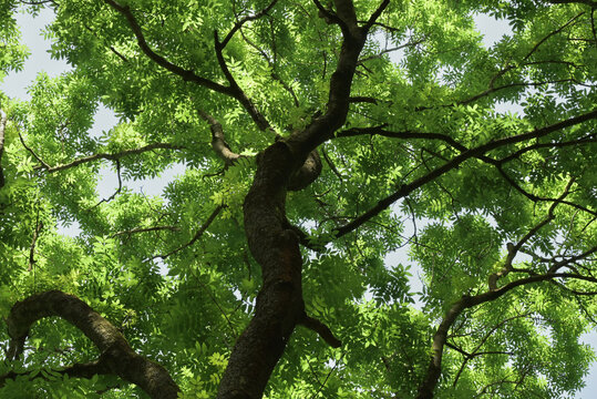 Beautiful close-up of fraxinus excelsior