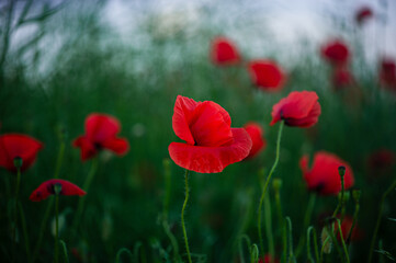 Red scarlet poppies with flexible tender stems amidst green grass, creating a harmonious blend of vibrant colors and delicate textures in nature
