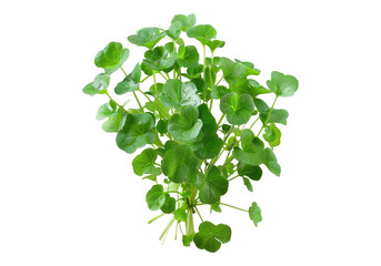 Naklejka premium Watercress isolated, transparent background, PNG, cutout.