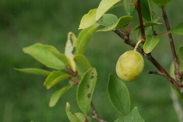 Première mirabelle sur un jeune mirabellier