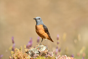 roquero rojo en primavera en gredos