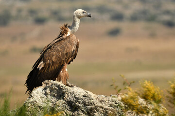 buitre leonado oteando desde una roca