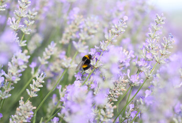 A bumble bee flies up to a lavender flower. Lavender meadow