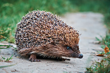 A cute hedgehog on a path in a meadow near the grass. Selective focus