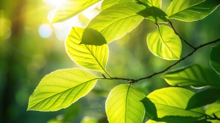 Sunlight Shining on Tree Leaves